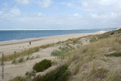 Ammophila aremaria  Oyat  Plante des dunes  Site prot  g     Dune du Pilat  R  serve du Banc d Arguin  33  Gironde  France