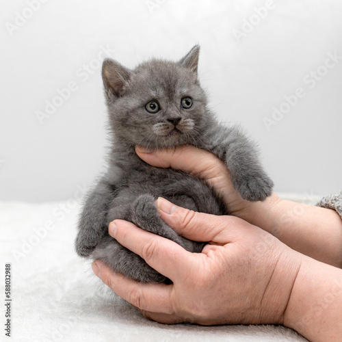 British blue kittens pose in their hands