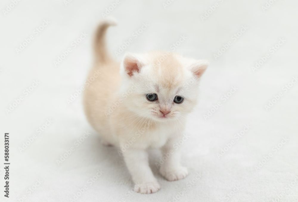 White British kitten playing with a toy