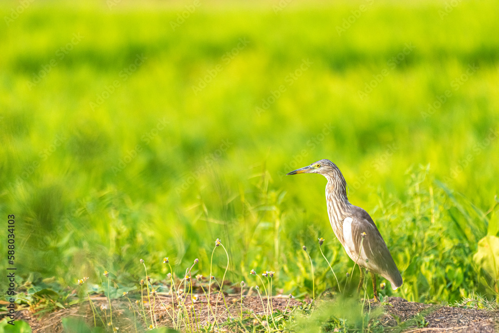 Indian Pond Heron bird animal in the green rice field Indian Pond Heron bird animal in the green rice field