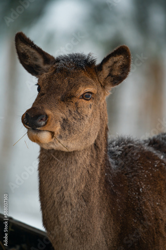 Deer in Winter 