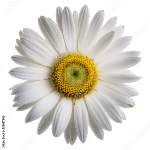White Daisy flower (Marguerite) on white background with clipping, close-up, Generative AI © Andriy