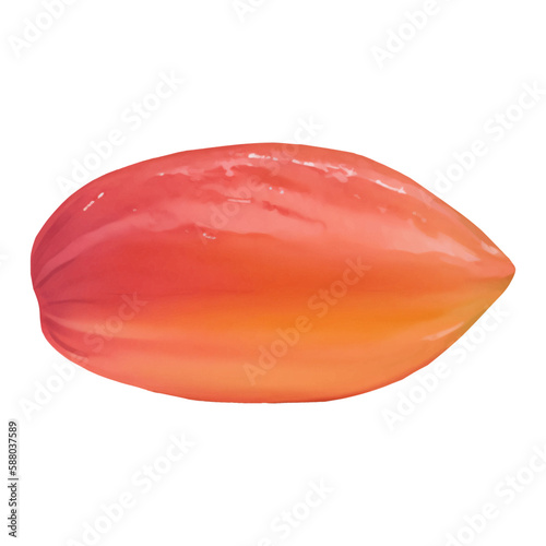 Fresh Cacao Fruit Isolated Hand Drawn Painting Illustration