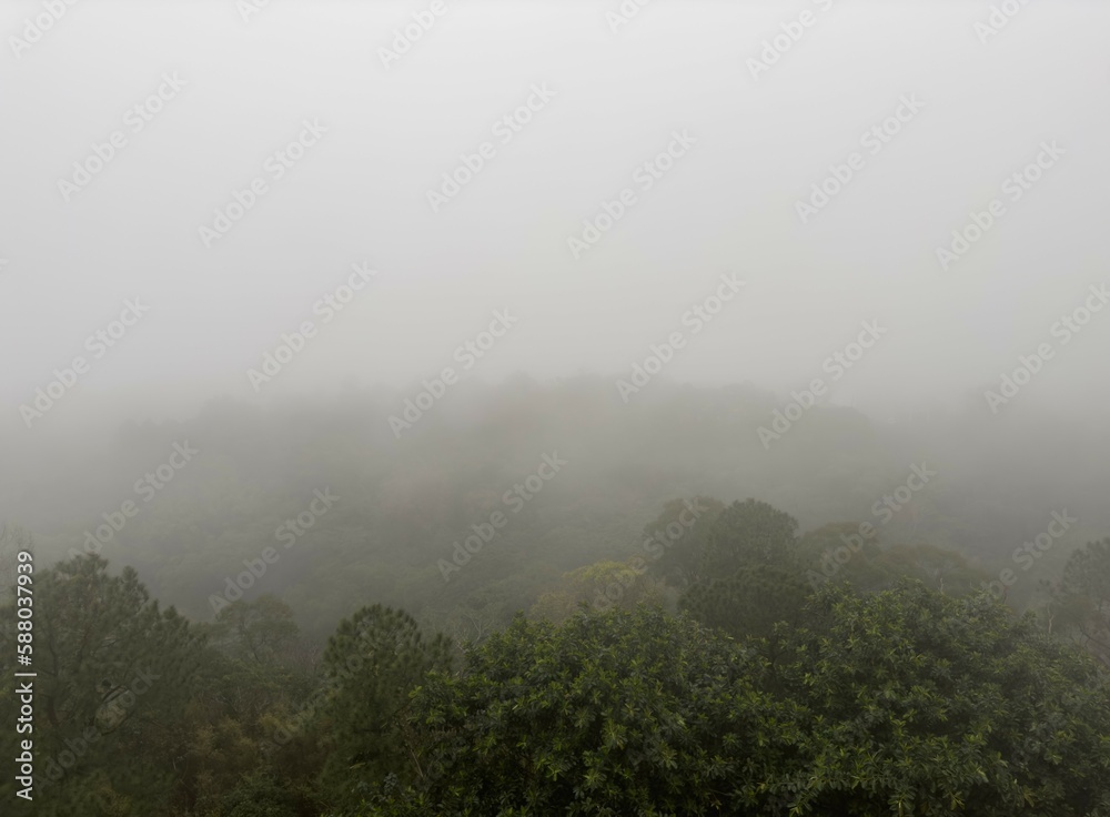 A large forest covered with fog