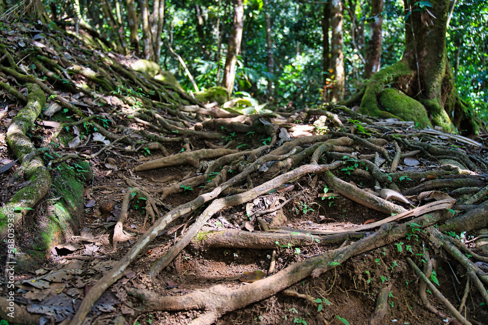 Morn blanc nature trail, roots within the hiking trail footpath Mahe Seychelles. Morn blanc nature trail, roots within the hiking trail footpath Mahe Seychelles.