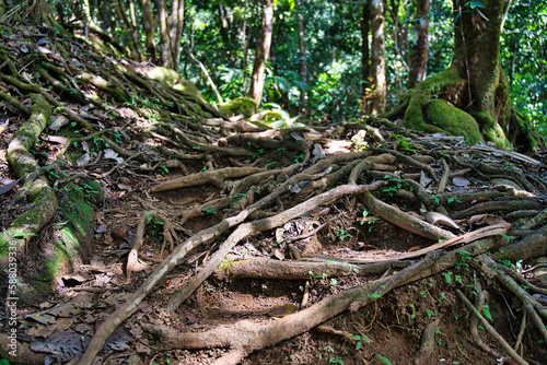 Morn blanc nature trail, roots within the hiking trail footpath Mahe Seychelles.