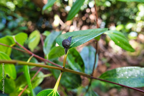 Morn blanc nature trail, Seychelles endemic black snail on cinnamon leaves, Mahe Seychelles