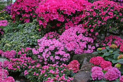 Rhododendron