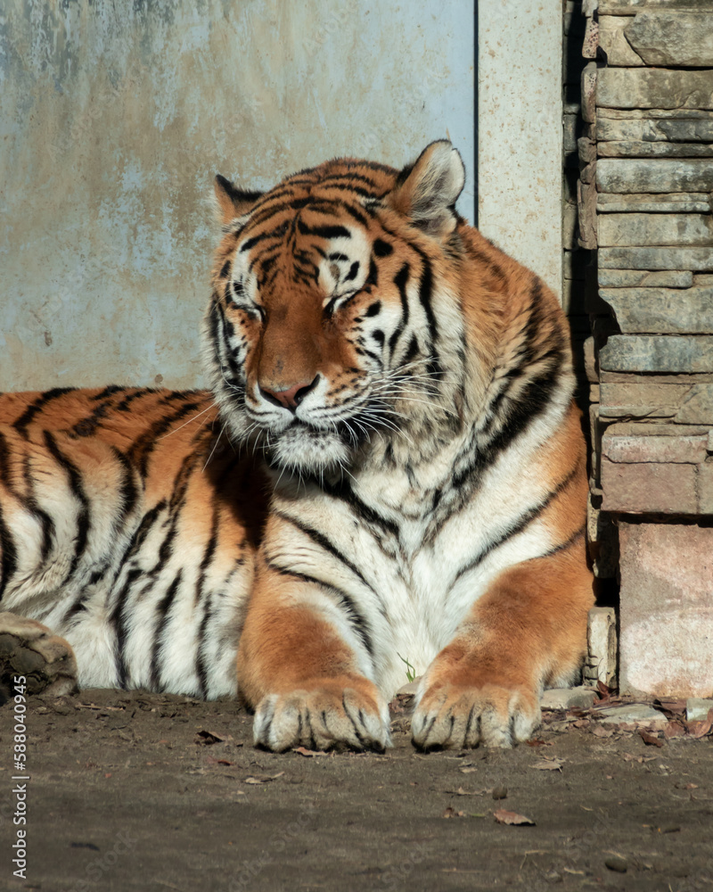 Tigers are large cats with orange and black fur.
Lions are large cats with a mane and a roaring roar.
Panthers are graceful predators with black fur and yellow eyes.