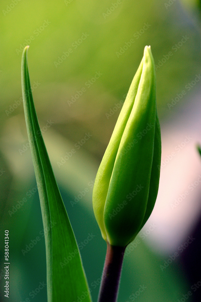 Tulip bud with two leaves - garden Tulip bud with two leaves - garden