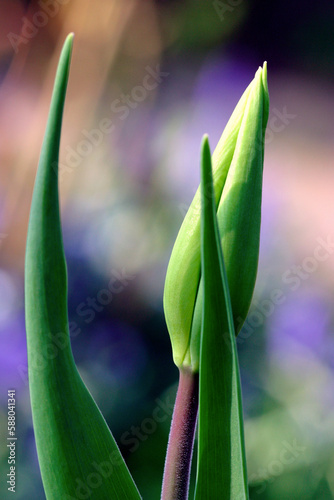 Tulip bud with two leaves - garden