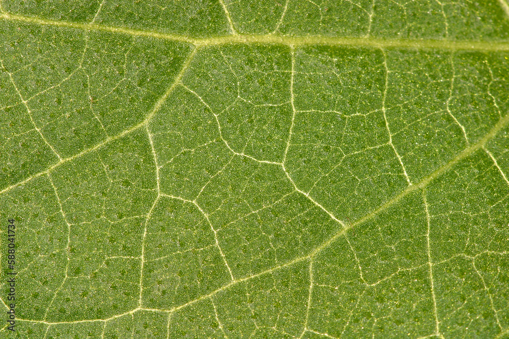 Leaf - vessels texture Leaf - vessels texture