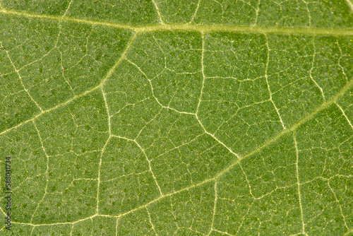 Foto Leaf - vessels texture