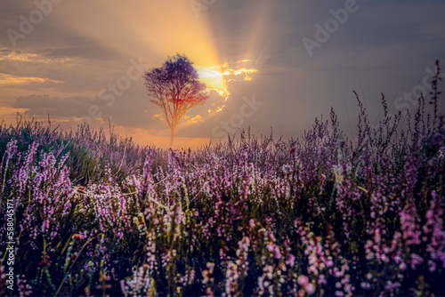 Purple heather and trees at foggy sunset