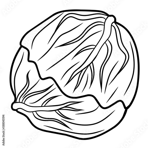 illustration of a sketch of a cabbage line