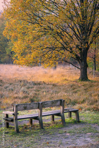 Wooden bench in national park during autumn with massive old oak tree in fall colors