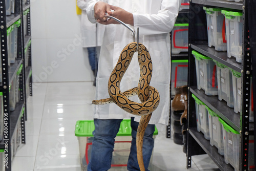 Researchers are examining snakes at the Venom Center to extract their venom. Snakes venom research center Chittagong,Bangladesh