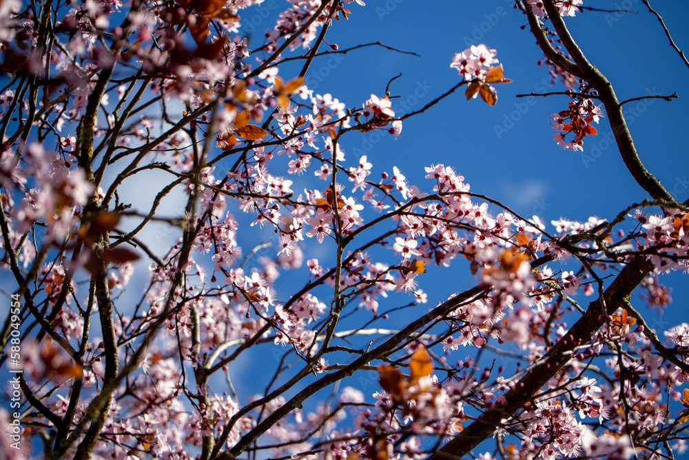 Blühender Baum vor leicht bewölktem blauem Himmel Blühender Baum vor leicht bewölktem blauem Himmel