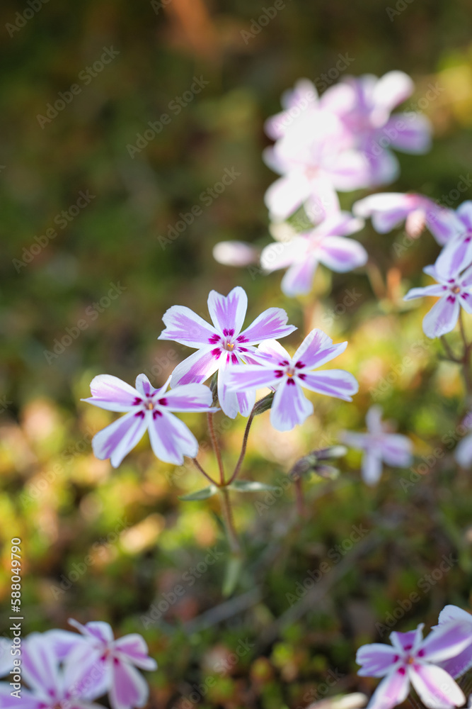 咲き始めた可愛いピンクの芝桜