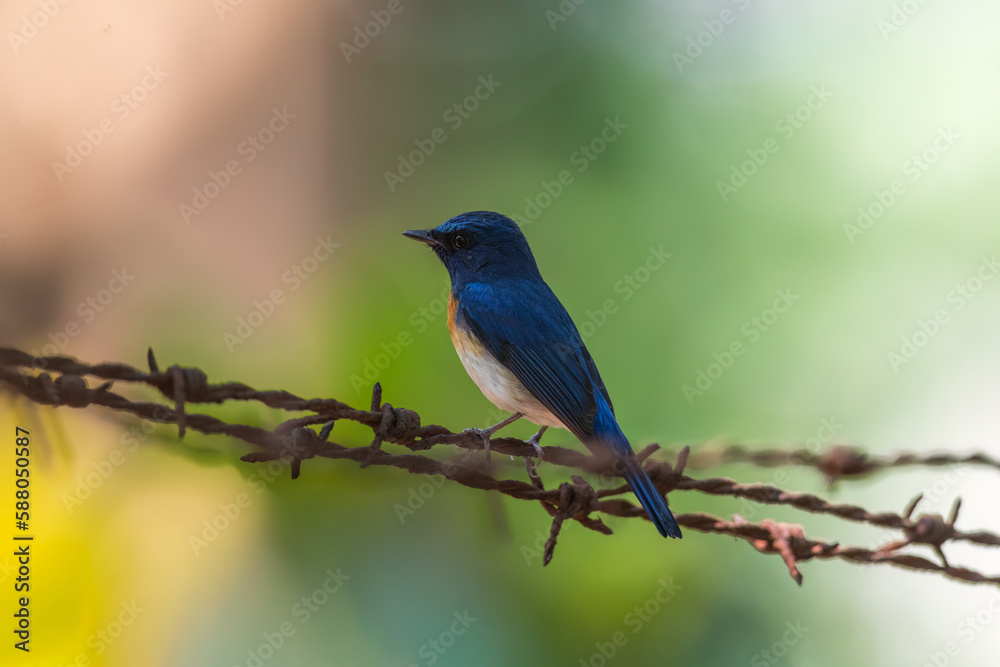 Blue-throated blue flycatcher (Cyornis rubeculoides) at Safari Park, Rabindra Saravar, Kolkata, West Bengal, India.