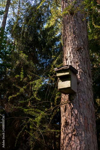 Vogelhaus, Nistkasten hängt hoch oben an einem Baumstamm im Wald