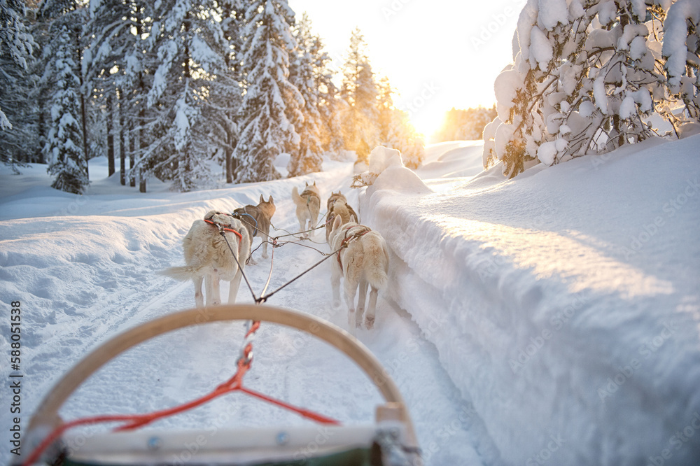 Ταπετσαρία The sled dogs, siberian husky pull the sled through the snow in beautiful Lapland
