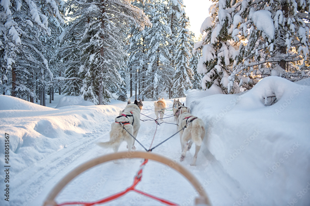 Φωτογραφία The sled dogs, siberian husky pull the sled through the snow in beautiful Lapland