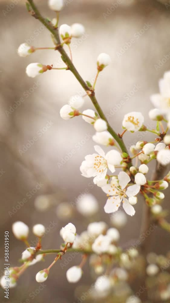 Vertical video of flowering white blossoms on tree branches in bloom Vertical video of flowering white blossoms on tree branches in bloom