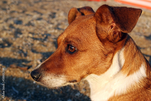 Fototapeta Naklejka Na Ścianę i Meble -  Jack Russell Terrier on the beach