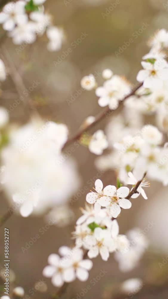 Vertical video of flowering white blossoms on tree branches in bloom Vertical video of flowering white blossoms on tree branches in bloom