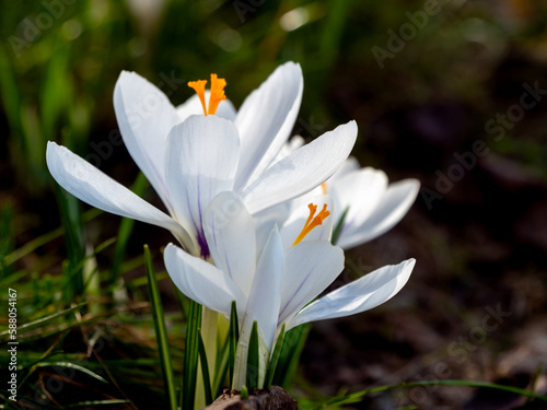 weisser Krokus freigestellt