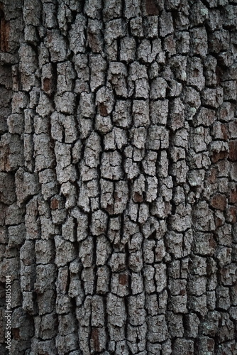 texture of a tree