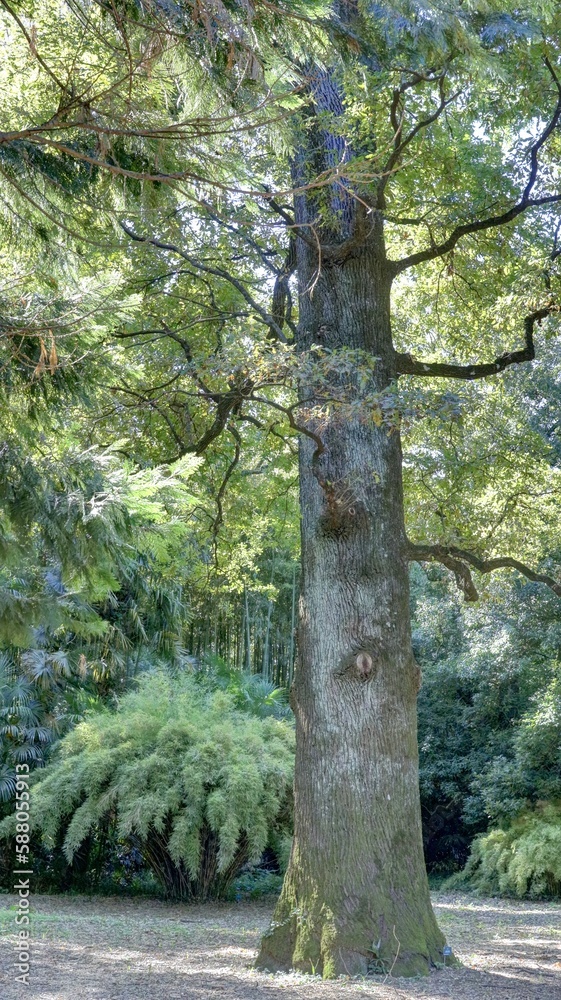 Fototapeta premium bambouseraie d'Anduze dans les Cévennes, Gard, Occitanie, France