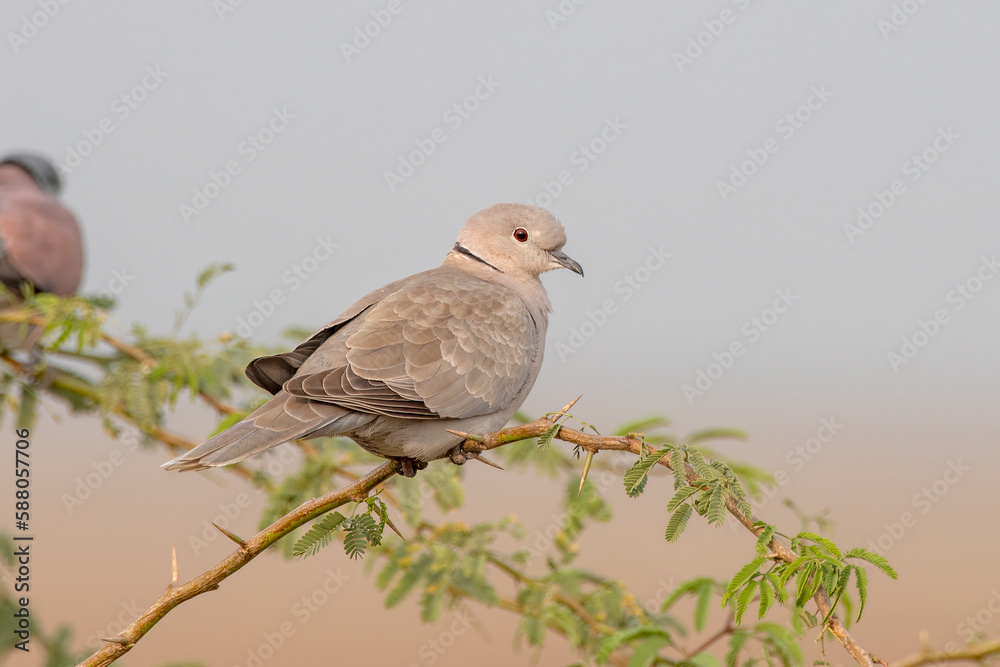 Eurasian collared dove or Streptopelia decaocto observed near Nalsarovar, India