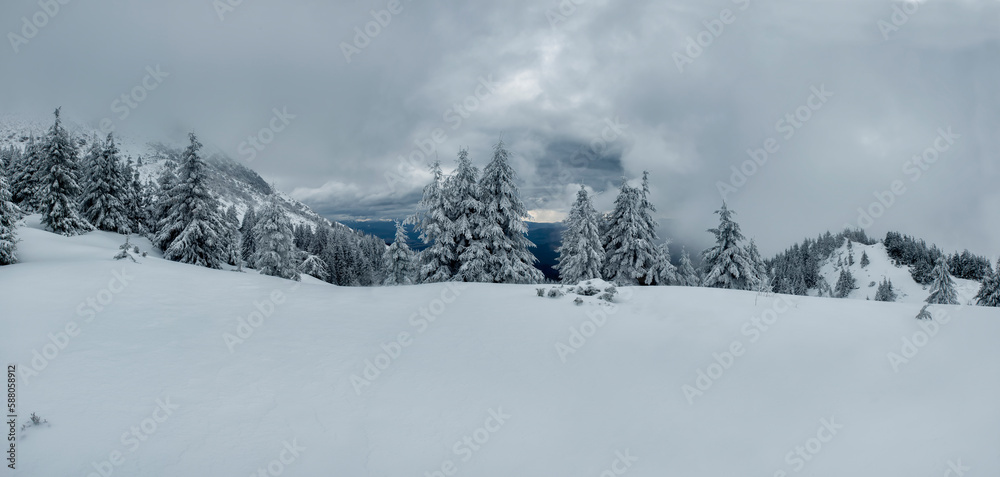 Obraz premium Panoramic photo of winter mountains and fir trees in snow . Snow-white firs on a snow-white meadow. 