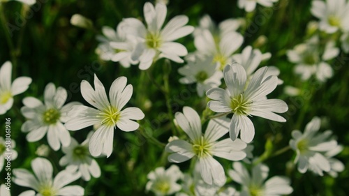 Weiße Blumen