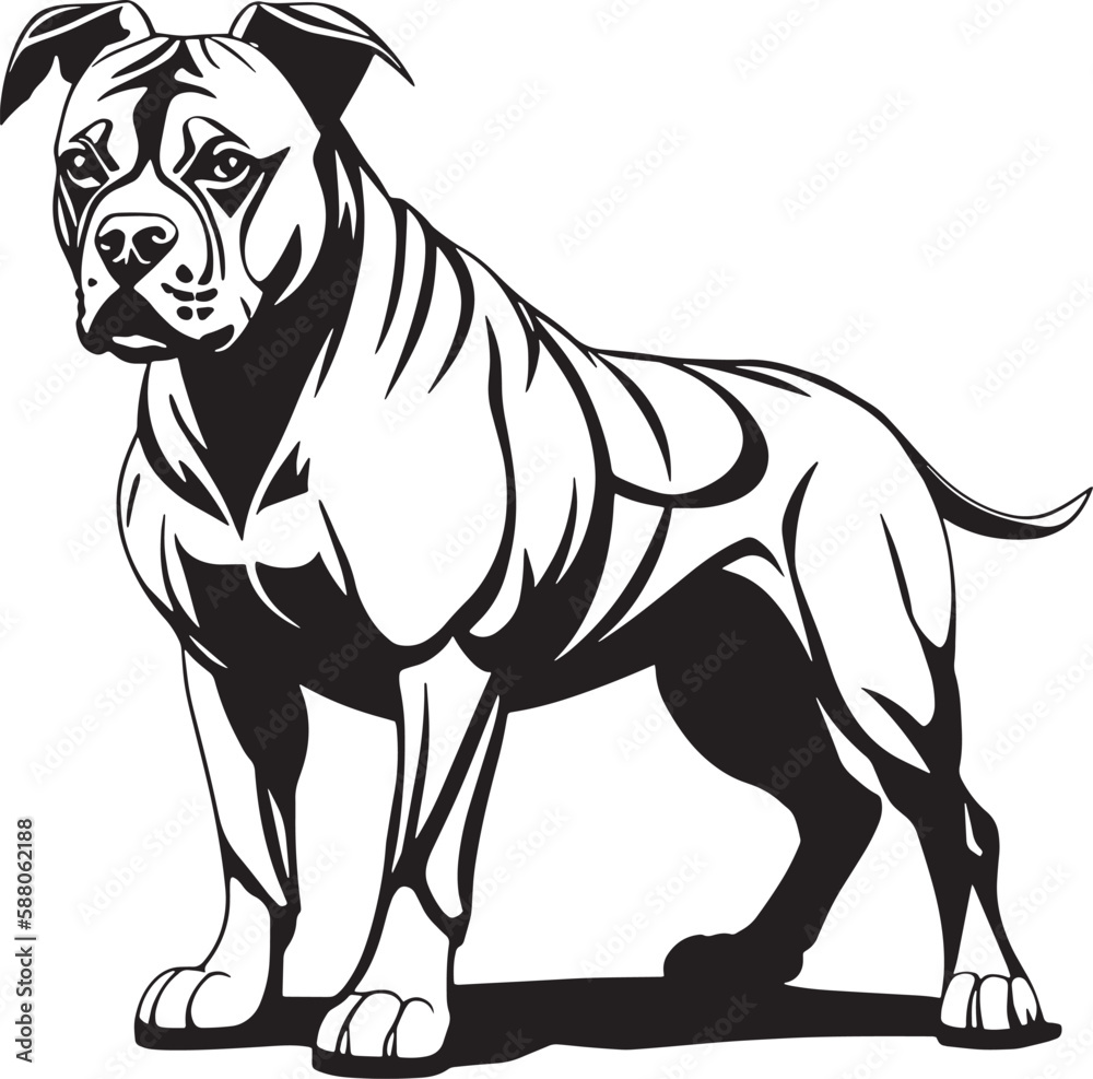 Illustration of a fierce black and white fighting dog, possibly a pit bull, Staffordshire, or mastiff, captured in monochrome