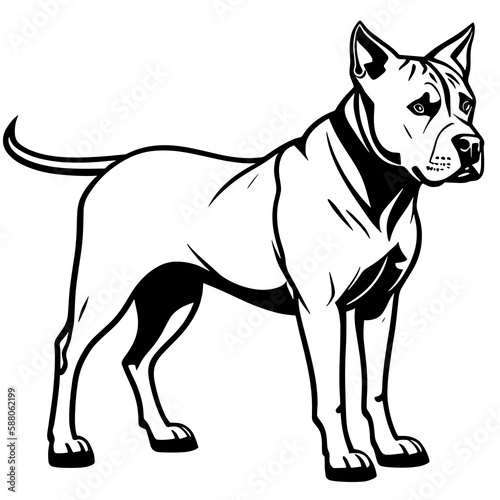 Illustration of a fierce black and white fighting dog, possibly a pit bull, Staffordshire, or mastiff, captured in monochrome © tcheres