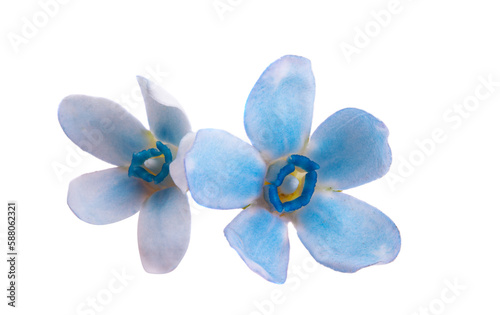 blue small flower isolated