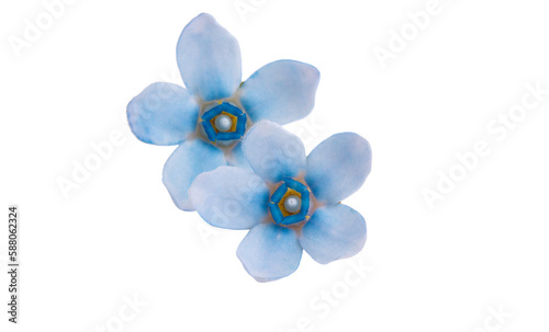 blue small flower isolated