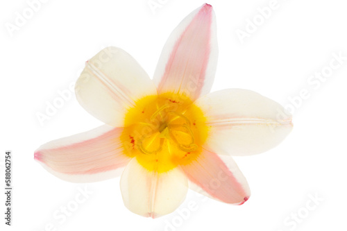  tulip flower isolated