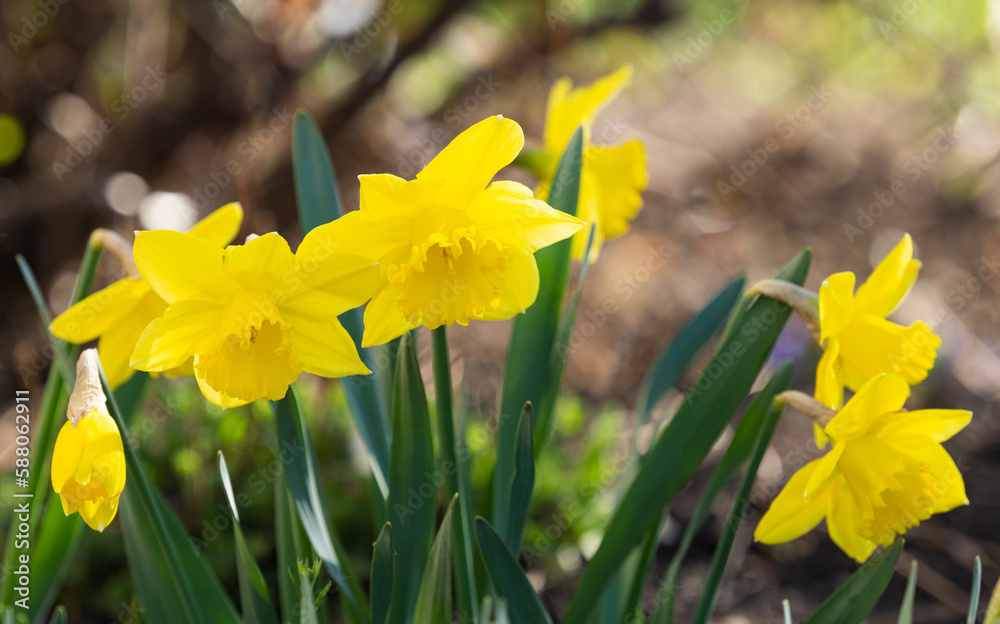 Obraz premium yellow daffodil flowers
