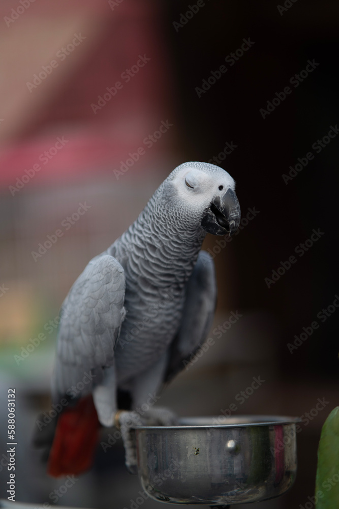 Obraz premium blue and yellow macaw