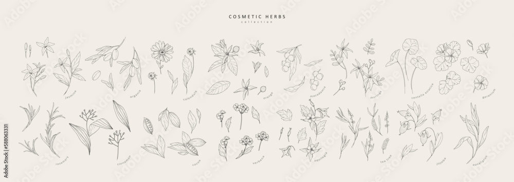 Vector hand drawn cosmetic herbs set. Vintage trendy botanical elements. Hand drawn line leaves branches and blooming. Vector trendy