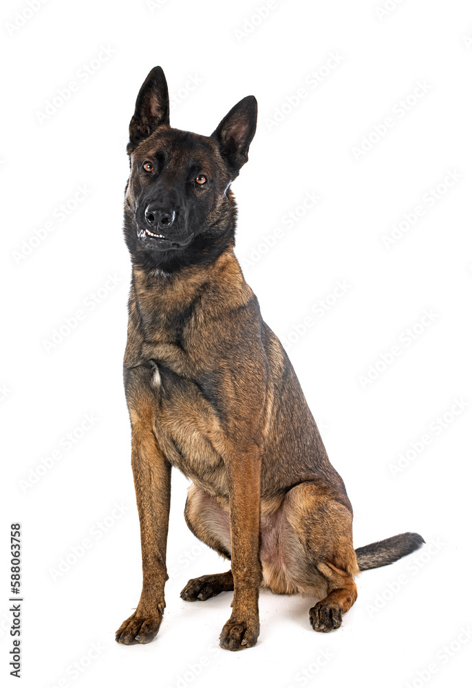 malinois in studio