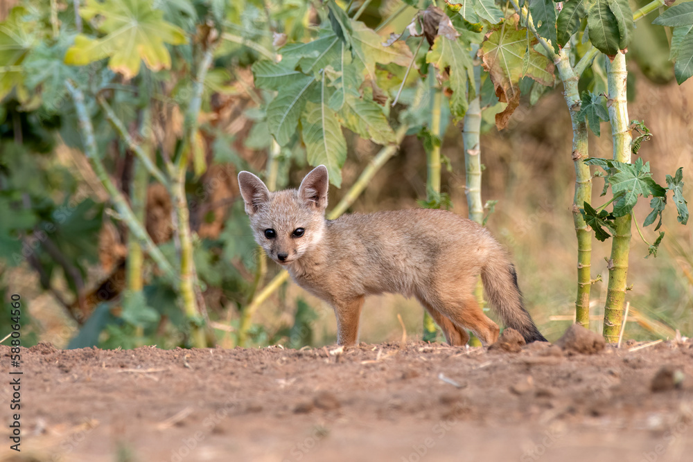 Pups of Bengal fox or Vulpes bengalensis observed near Nalsarovar in Gujarat Pups of Bengal fox or Vulpes bengalensis observed near Nalsarovar in Gujarat