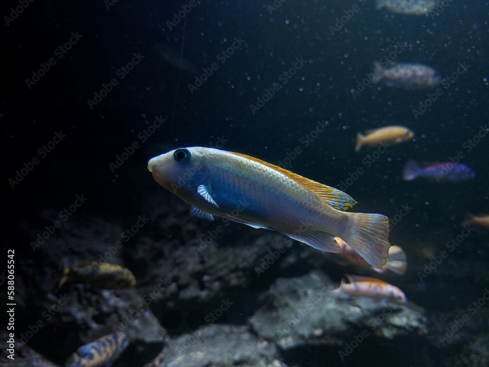 Naklejka premium Fish