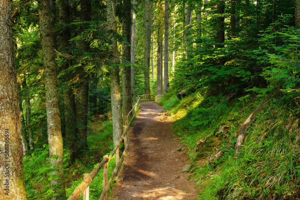 green forest park with beautiful scenery. trail and fence among the trees green forest park with beautiful scenery. trail and fence among the trees