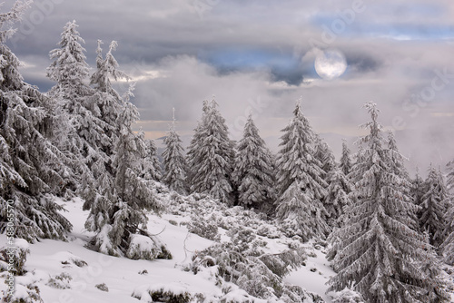  Snow-white firs on a snow-white meadow and full moon in the clouds 