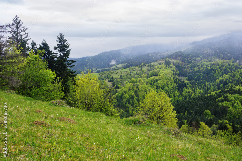 green spring mountain landscape with fields. carpathian countryside scenery on a cloudy morning